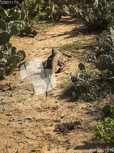 Image of Young waran in a national park