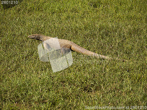 Image of Young waran in a national park