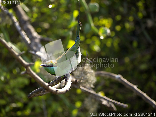 Image of Beautiful green bird at the national park