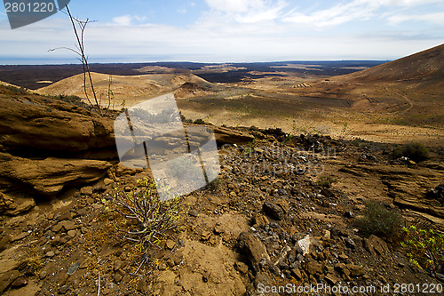 Image of timanfaya sky  hill and summer  spain plant flower bush