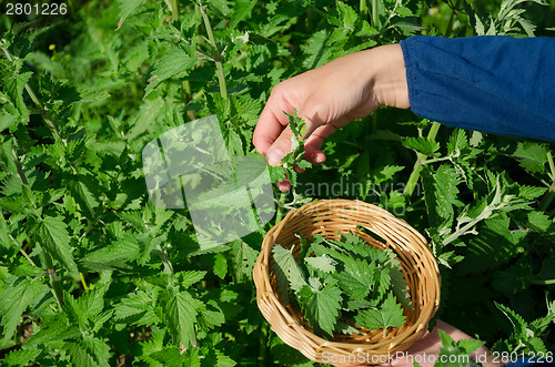 Image of gardener woman hand pick lemon-balm herb plant 