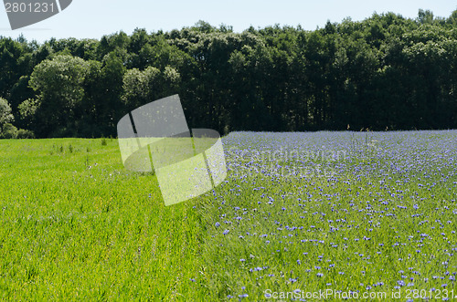 Image of bluebottle flowers field and meadow by forest 