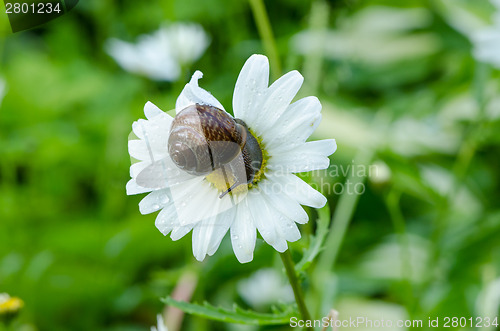 Image of wet snail on daisy flower bloom center covered dew 