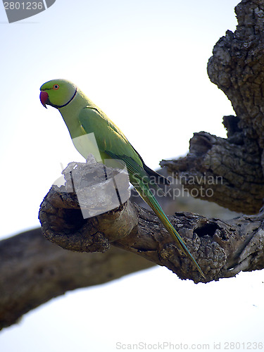 Image of Green parrot sitting on a tree