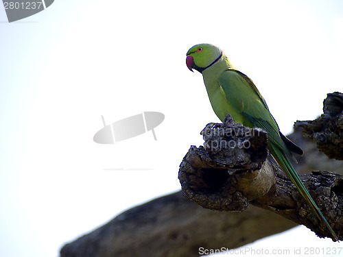 Image of Green parrot sitting on a tree