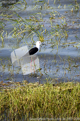 Image of Stilt bird in a national park