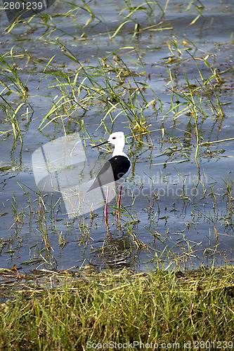 Image of Stilt bird in a national park