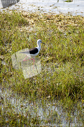 Image of Stilt bird in a national park