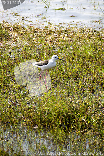 Image of Stilt bird in a national park