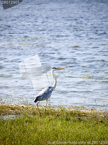 Image of Herons in a national park