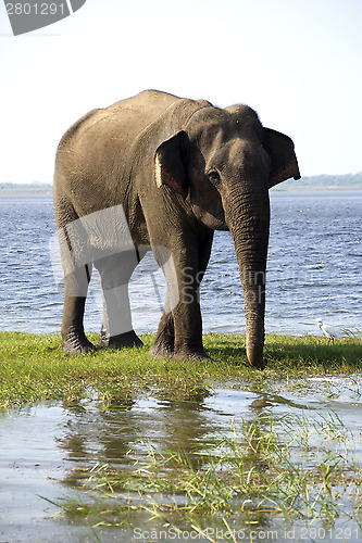 Image of Young elephant in the national park