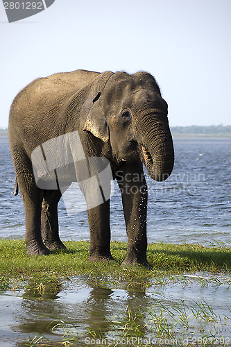 Image of Young elephant drinking water in the national park