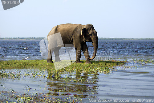 Image of Young elephant in the national park