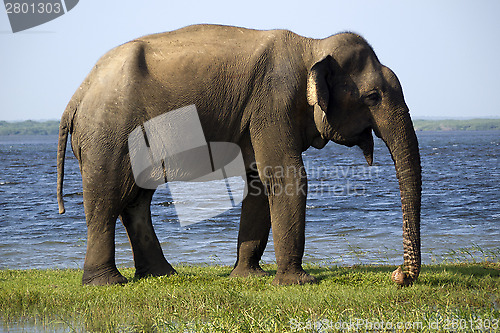 Image of Young elephant in the national park