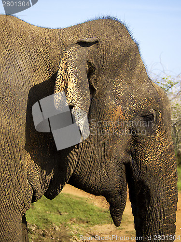 Image of CLose-up of a young elephant in the national park