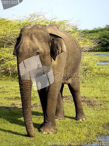 Image of Young elephant in the national park
