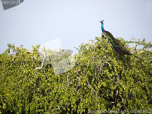 Image of Peacock sitting on a tree at the Bundala National Park 