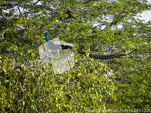 Image of Peacock sitting on a tree at the Bundala National Park 