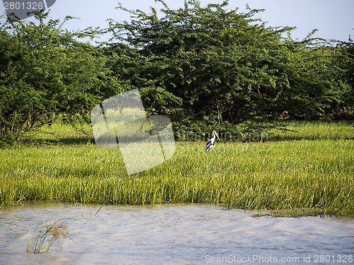 Image of Bundala National Park in Sri Lanka