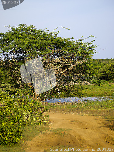 Image of Bundala National Park in Sri Lanka