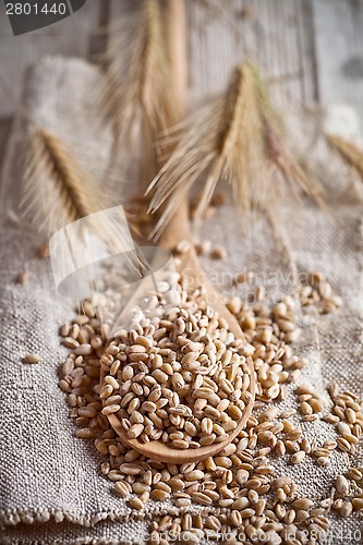 Image of wheat grain in wooden spoon 