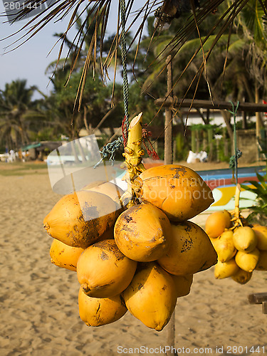 Image of Coconuts hanging on a stand at the beach