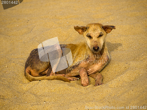 Image of Stray dog at the beach
