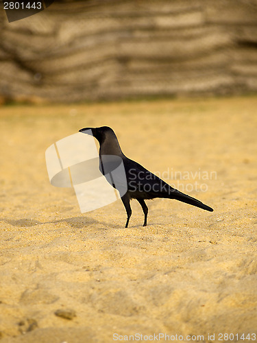 Image of Black raven at the beach