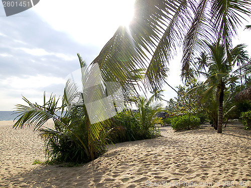 Image of Palms at the beach