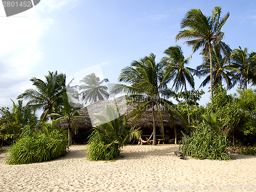 Image of Palms at the beach