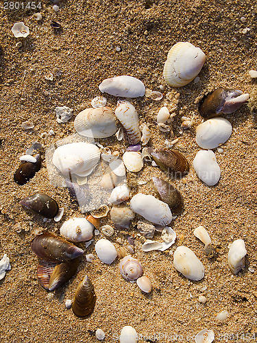 Image of Shells in the sand