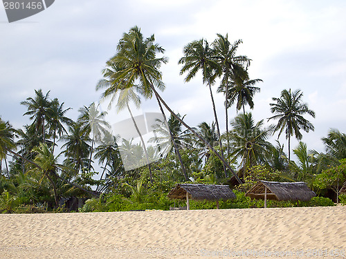 Image of Palms at the beach