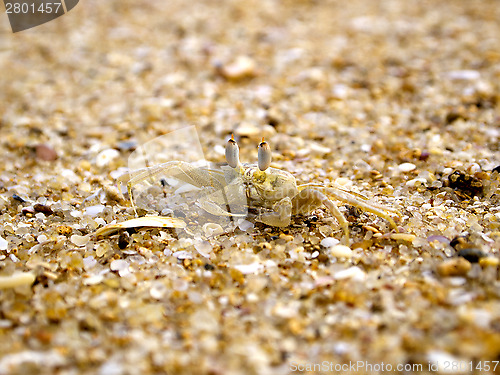 Image of Beige crab in the sand