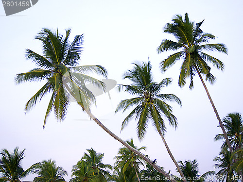 Image of Palms at the beach