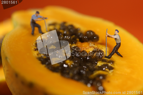 Image of People Working on Papaya Fruit