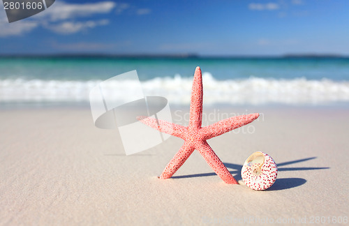 Image of Sea star and seashell on the seashore