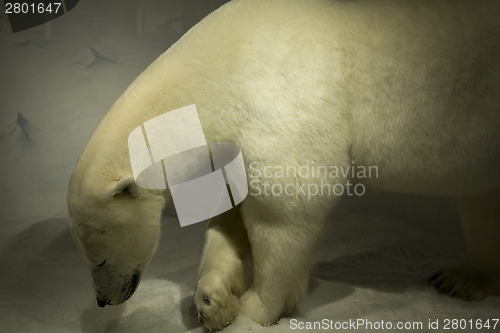 Image of Polar Bear