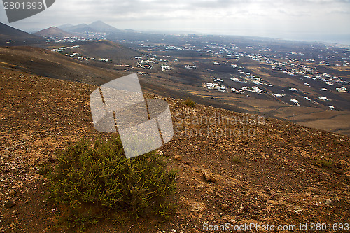 Image of home  bush timanfaya spain plant flower 