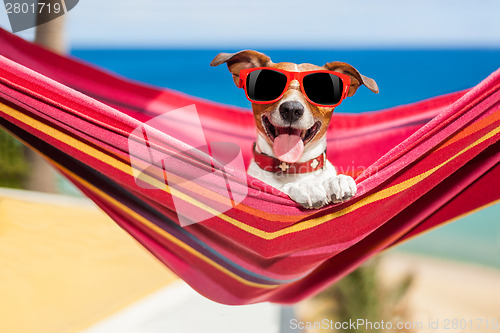 Image of dog on hammock