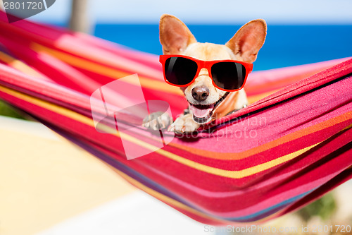 Image of dog on hammock