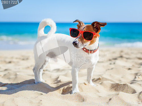 Image of dog at beach