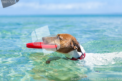 Image of dog frisbee