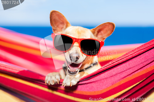 Image of dog on hammock