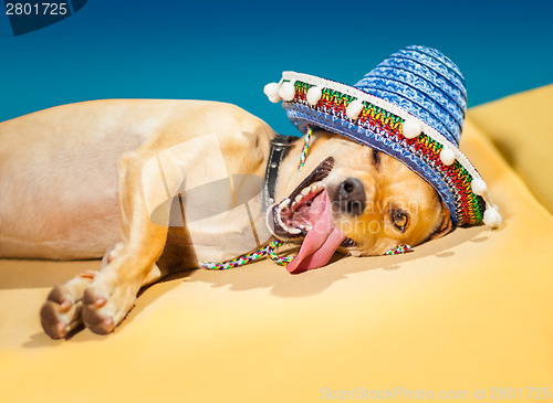 Image of drunk mexican dog