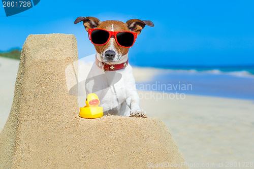 Image of dog at the beach