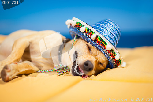 Image of drunk mexican dog