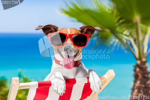 Image of summer vacation dog