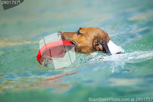 Image of dog frisbee