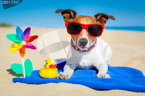 Image of dog at beach