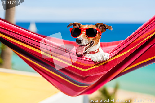 Image of dog on hammock